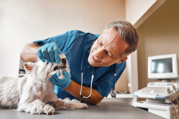 Best Walk-In Emergency Dental Services in Roselle Park, NJ